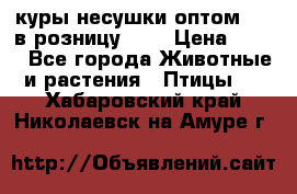 куры несушки.оптом 160 в розницу 200 › Цена ­ 200 - Все города Животные и растения » Птицы   . Хабаровский край,Николаевск-на-Амуре г.